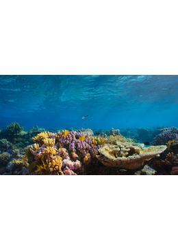 パフ －サンゴ礁の神秘－